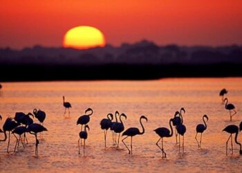 Brussels files proceedings against Spain and threatens it with a fine for failure to protect Doñana