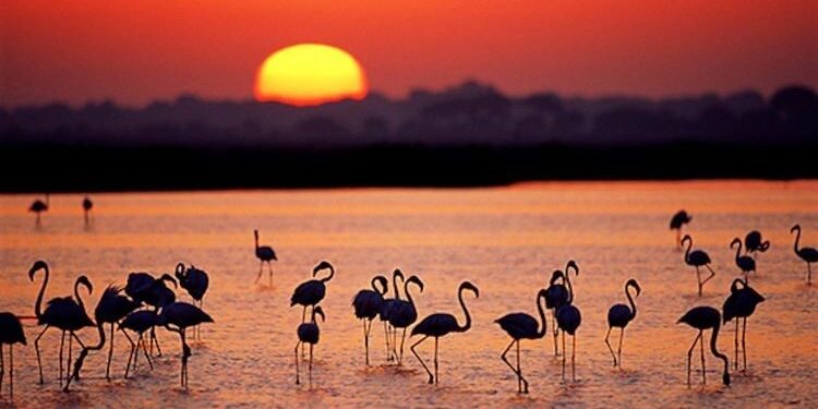 Brussels files proceedings against Spain and threatens it with a fine for failure to protect Doñana