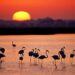 Brussels files proceedings against Spain and threatens it with a fine for failure to protect Doñana