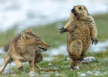 Exposición fotográfica popular con los ‘Animales salvajes en China’