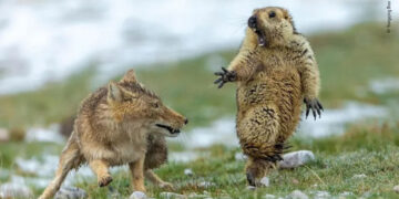 Exposición fotográfica popular con los ‘Animales salvajes en China’