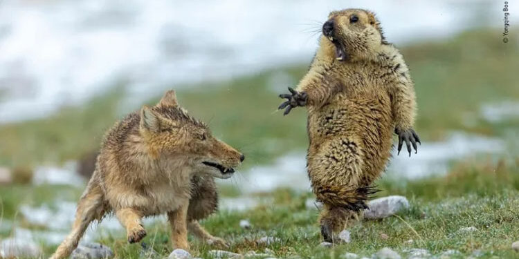 Exposición fotográfica popular con los ‘Animales salvajes en China’