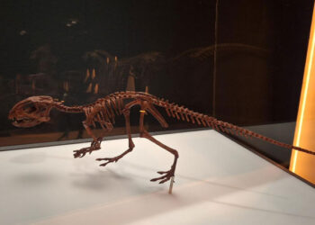 Exposición de ‘Dinosaurios de la Patagonia’ en CaixaForum Madrid