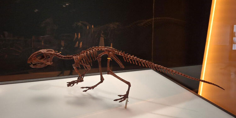 Exposición de ‘Dinosaurios de la Patagonia’ en CaixaForum Madrid