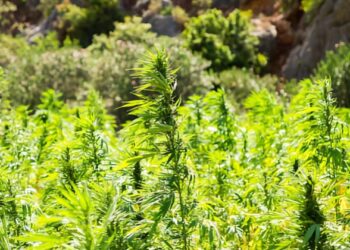 El futuro verde de España: cómo el cáñamo está transformando la economía rural