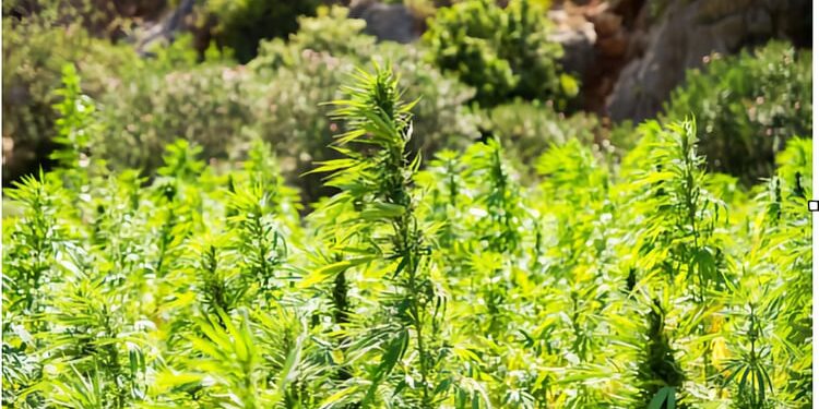 El futuro verde de España: cómo el cáñamo está transformando la economía rural