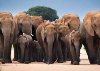 Exhibition ‘Extinction Means for Ever’ in B Travel Xperience