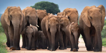 Exhibition ‘Extinction Means for Ever’ in B Travel Xperience