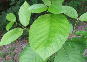 Is Kratom legal in Spain? Understanding the laws and regulations