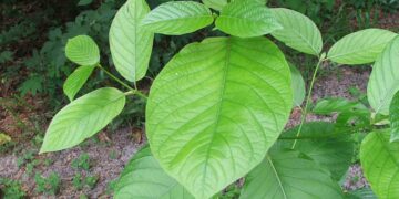Is Kratom legal in Spain? Understanding the laws and regulations