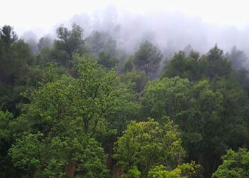 Exhibition ‘Landscape culture: the mountain, the tree and the river’