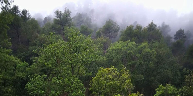 Exhibition ‘Landscape culture: the mountain, the tree and the river’