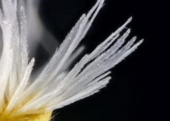 El Real Jardín Botánico expone ‘Semillas amenazadas’ al microscopio