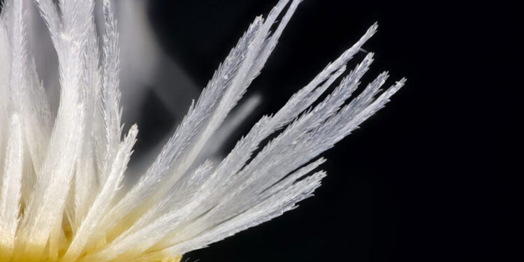 The Real Jardín Botánico exposes ‘Threatened seeds’ under a microscope