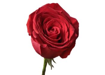 Rosa de Sant Jordi: más que un símbolo de amor y cultura