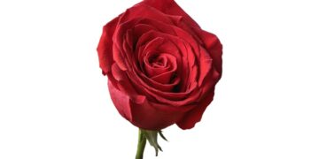 Rosa de Sant Jordi: más que un símbolo de amor y cultura