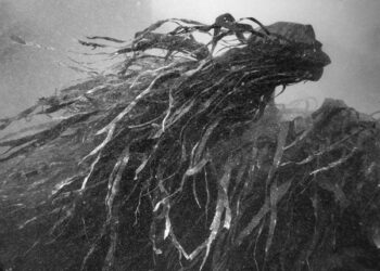 El Instituto Francés expone ‘Del Mar, al Océano, al Río’, de Nicolas Floc’h