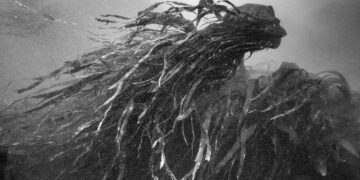 The Instituto Francés presents ‘From the sea to the ocean to the river’ by Nicolas Floc’h