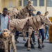 ‘La Estampida’, life-size wild animal puppets