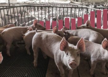 China responde a los aranceles europeos al coche eléctrico con tasas de hasta el 62 % a la carne de cerdo