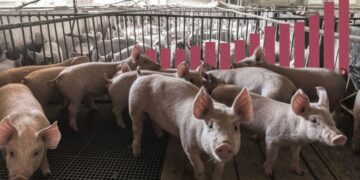 China responde a los aranceles europeos al coche eléctrico con tasas de hasta el 62 % a la carne de cerdo