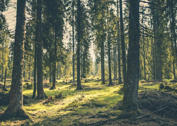 Mesa redonda: Del Acuerdo de París a la COP 30: perspectivas franco-españolas