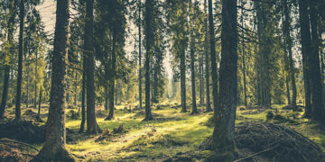 Mesa redonda: Del Acuerdo de París a la COP 30: perspectivas franco-españolas
