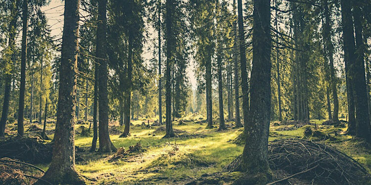 Mesa redonda: Del Acuerdo de París a la COP 30: perspectivas franco-españolas