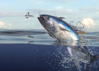 ¿Puede Europa confiar en el atún tailandés?