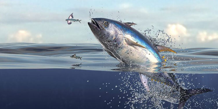 ¿Puede Europa confiar en el atún tailandés?