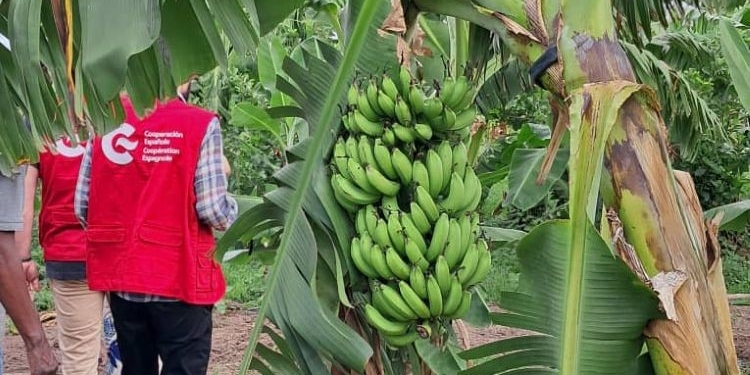 AECID seeks new general coordinators for cooperation in Senegal and Ethiopia