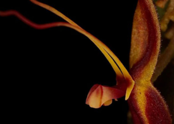 Round table: ‘The future is botany: science, experiences and relationships of the living’