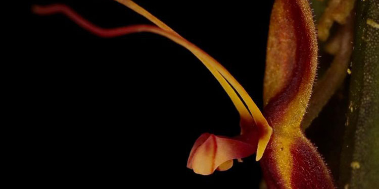 Flor exótica con detalles en amarillo y rojo sobre fondo oscuro
