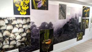 Fotografía de la exposición El futuro es botánico en el Centro Cultural Gabriel García Márquez