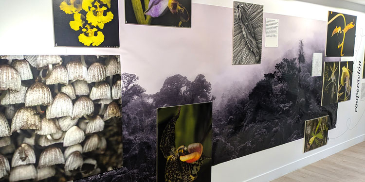 Fotografía de la exposición El futuro es botánico en el Centro Cultural Gabriel García Márquez
