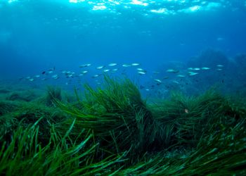 Vista submarina con peces y vegetación marina en fondos marinos