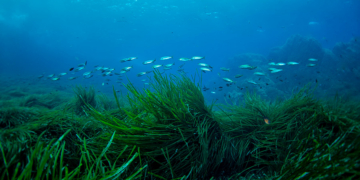Vista submarina con peces y vegetación marina en fondos marinos