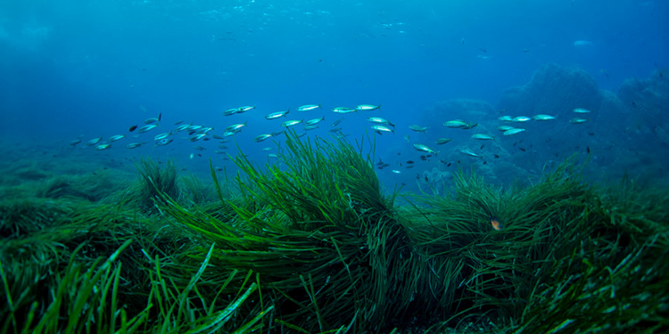 Vista submarina con peces y vegetación marina en fondos marinos
