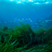 Vista submarina con peces y vegetación marina en fondos marinos